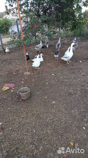 Гуси, утки, индоутки