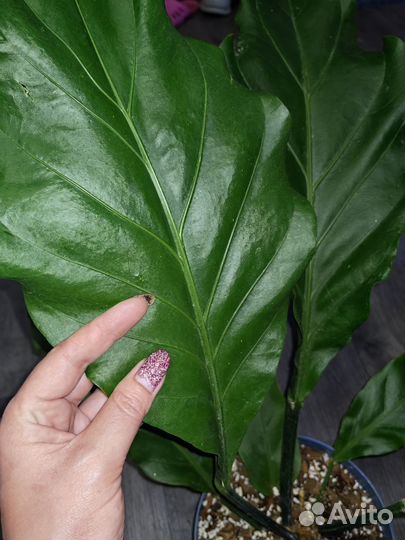 Антуриум Карма Бридж