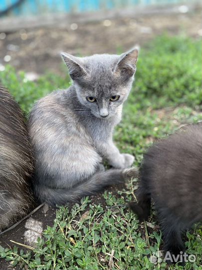 Котята отдам даром