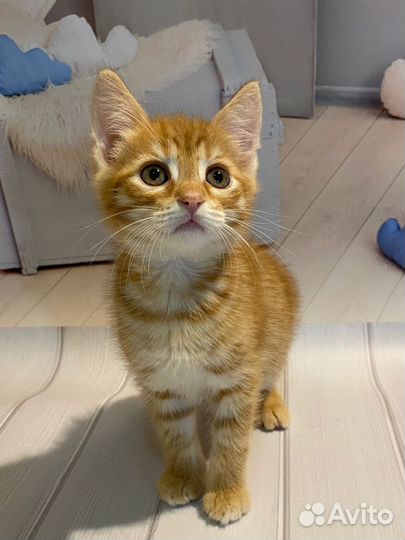 Котёнок мальчик