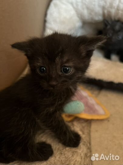 Британские котята