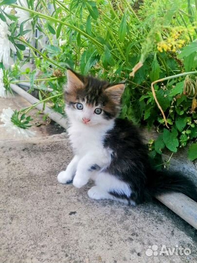 Котята мейн-кун