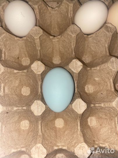 Инкубационное яйцо