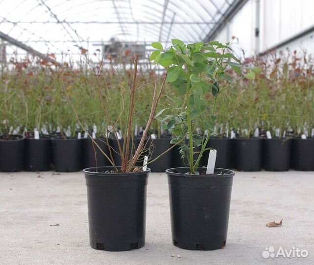 Саженцы голубики