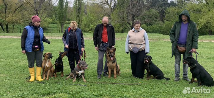 Дрессировка собак индивидуально и в группе