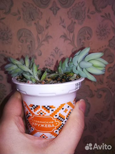 Очиток Моргана