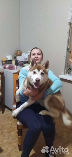 Сибирский хаски вязка