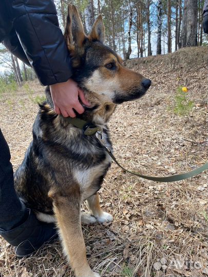 Найдена собака