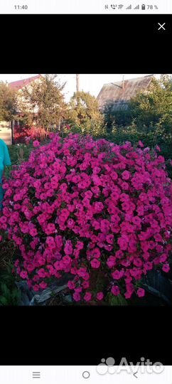 Семена петунии