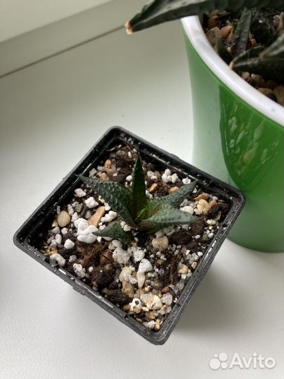 Хавортия (суккуленты)