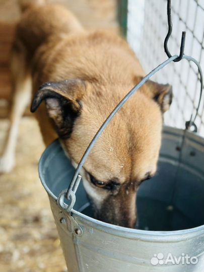 Собаки из приюта некрасовка