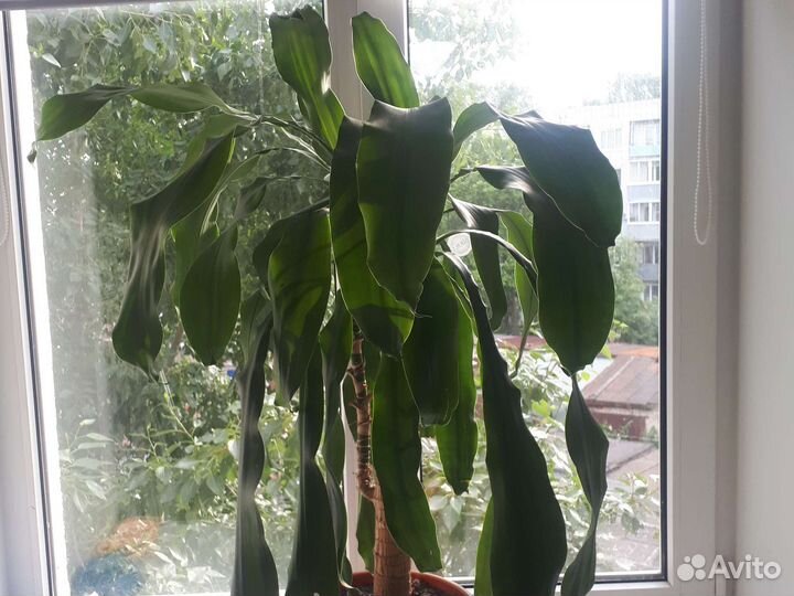 Комнатные цветы