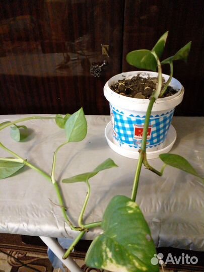 Цветы для дома