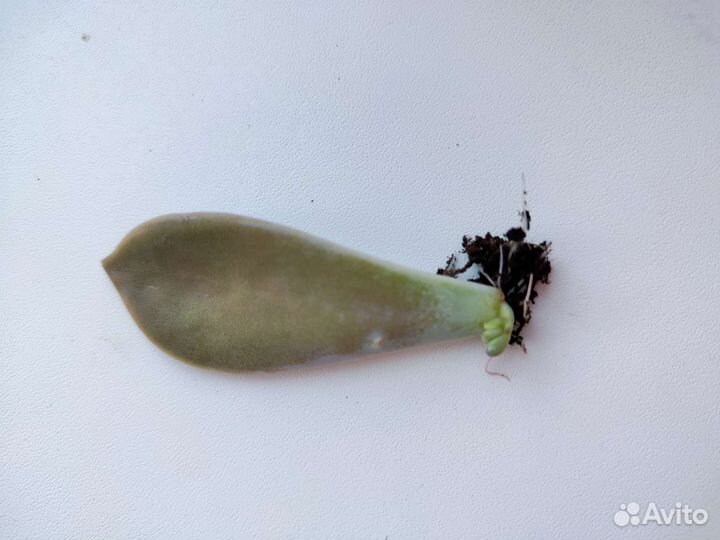 Граптопеталум парагвайский