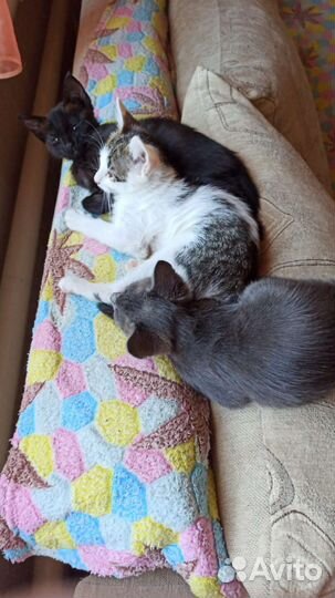 Весёлые котики