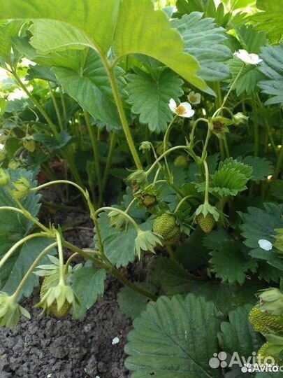 Рассада клубники Надежда советский сорт