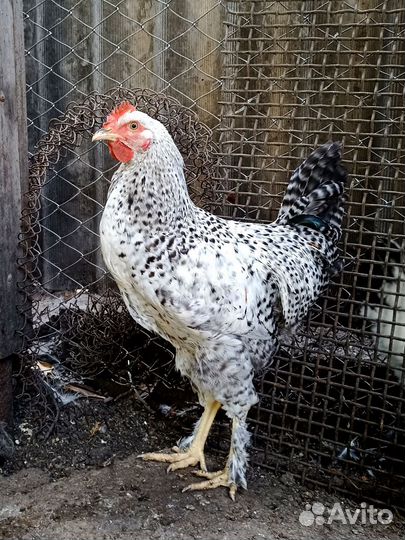 Петухи молодые
