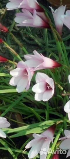 Комнатные, луковичные