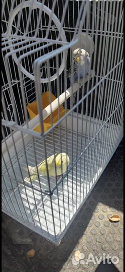 Два попугая