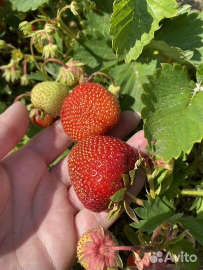 Рассада клубники (Кокинская), Ремонтантная