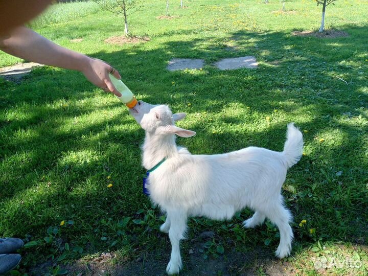 Козы и козлята