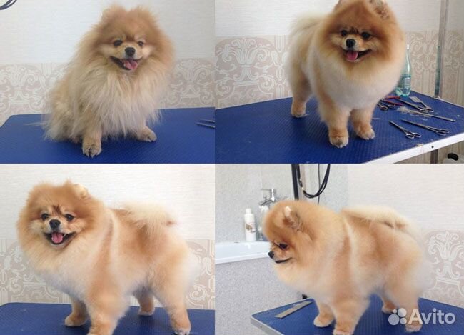 Груминг стрижка