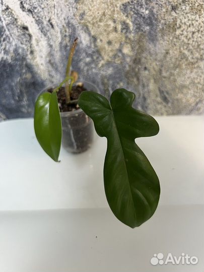 Филодендрон Гитара