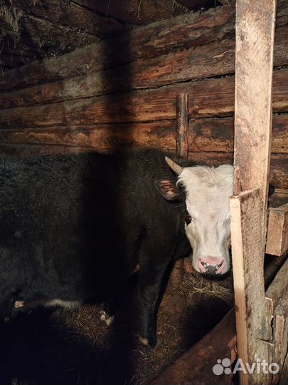 Бык и телка