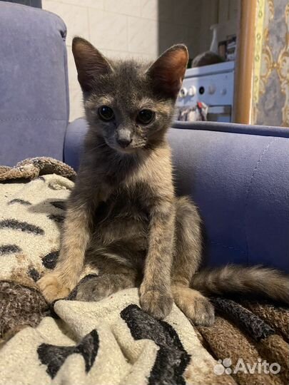 Кошка в дар