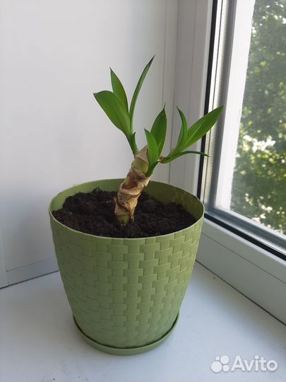 Пальма юкка