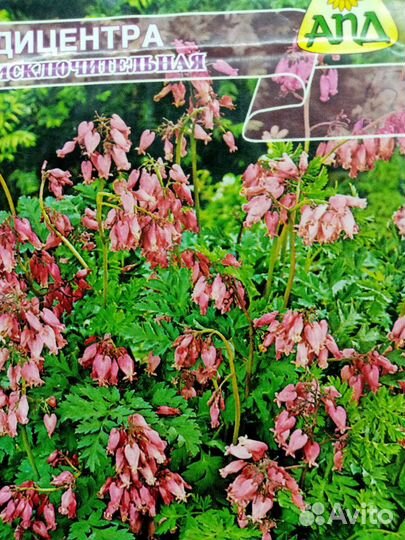 Мускари. Физостегия. Черноголовка. Мальва