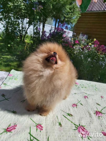 Померанский шпиц