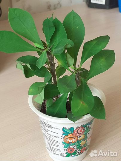 Лудизия, пуатсентия, молочай