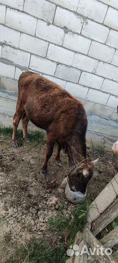 Корова дойная с теленком, телка 1 год