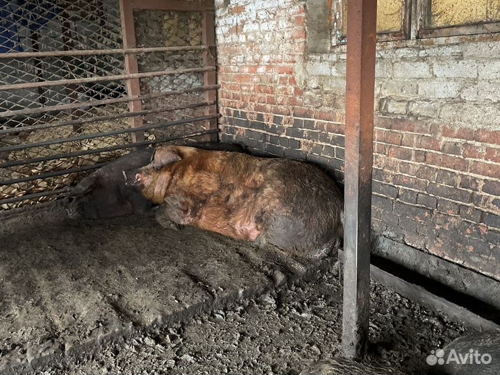 Свиноматки супоростные