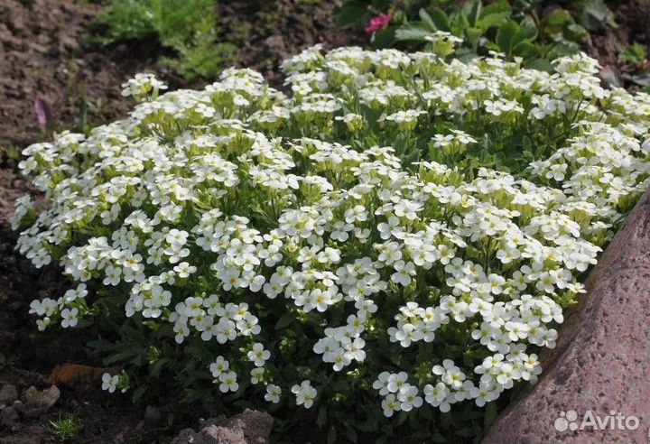 Многолетники