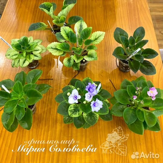 Сортовые фиалки