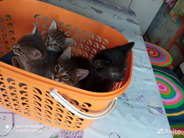 Котята в добрые руки бесплатно