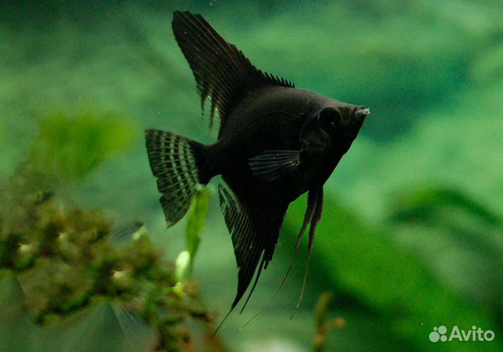 Скалярии. Черные, ситцевые, золотые. Аквариум. Фон