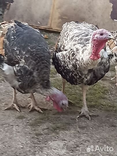 Индюки, цесарки, декоративные куры