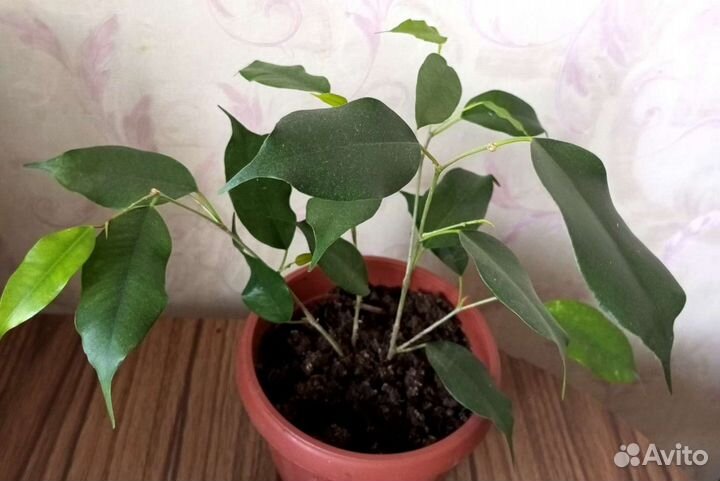 Фикус бенджамина