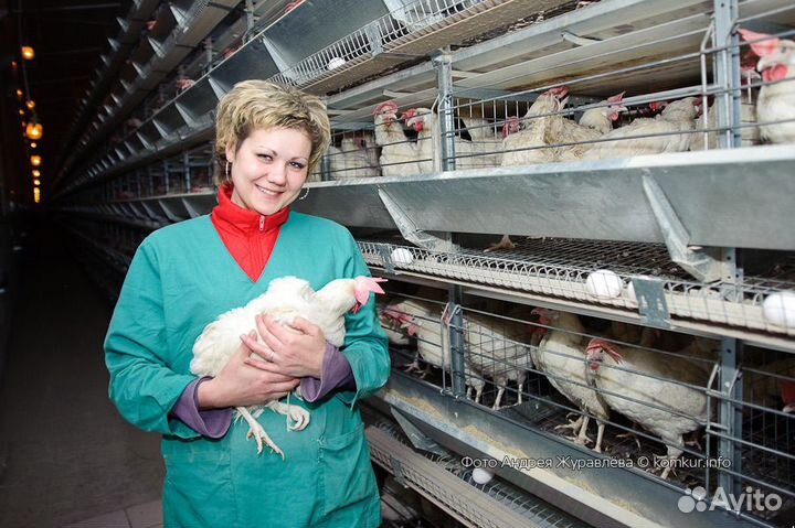 Обработчик птицы на производство