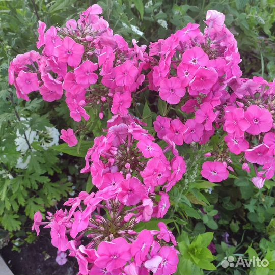 Цветы многолетние