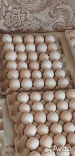 Инкубационное яйцо несушки, цветной бройлер