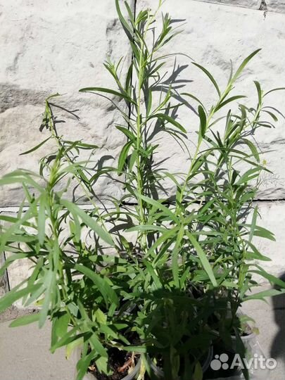 Эстрагон - тархун