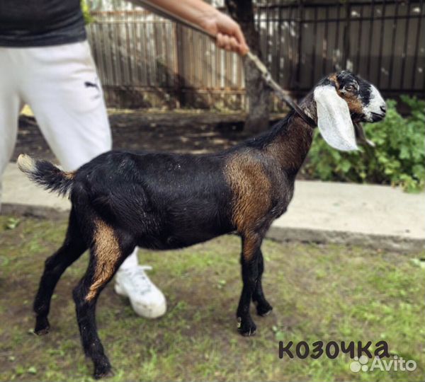 Нубийские козочки и козлики (6-8 мес под покрытие)