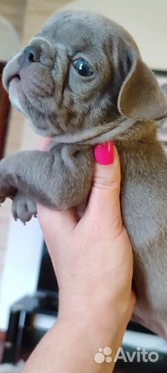 Лиловый французский бульдог