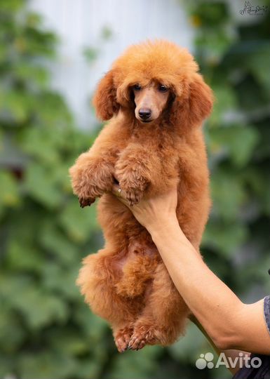 Карликовый пудель