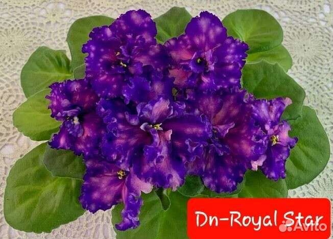 Сортовые фиалки