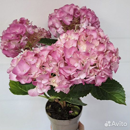 Гортензия в горшке